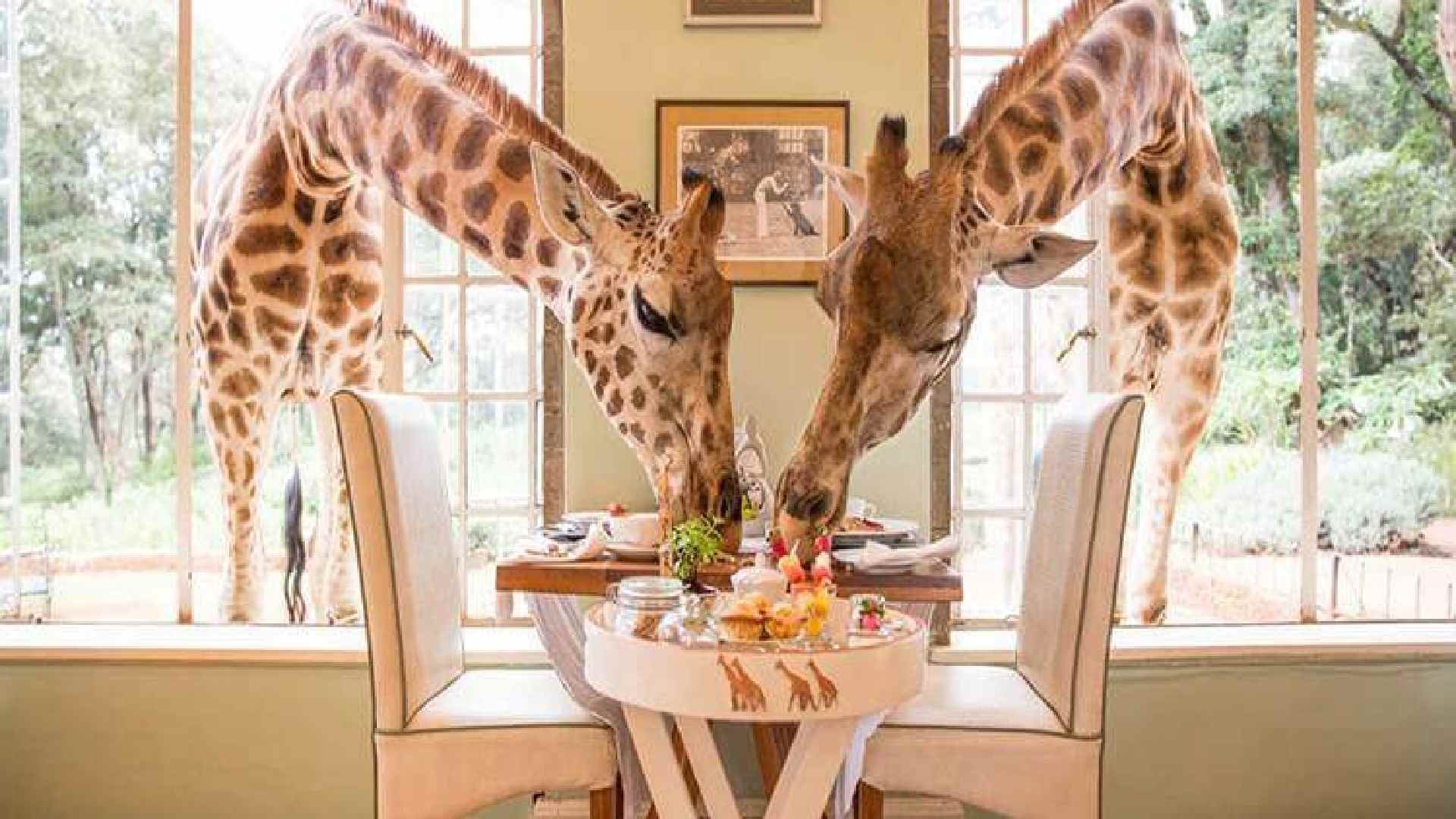 You are currently viewing A Guide Through Giraffe Castle in Kenya